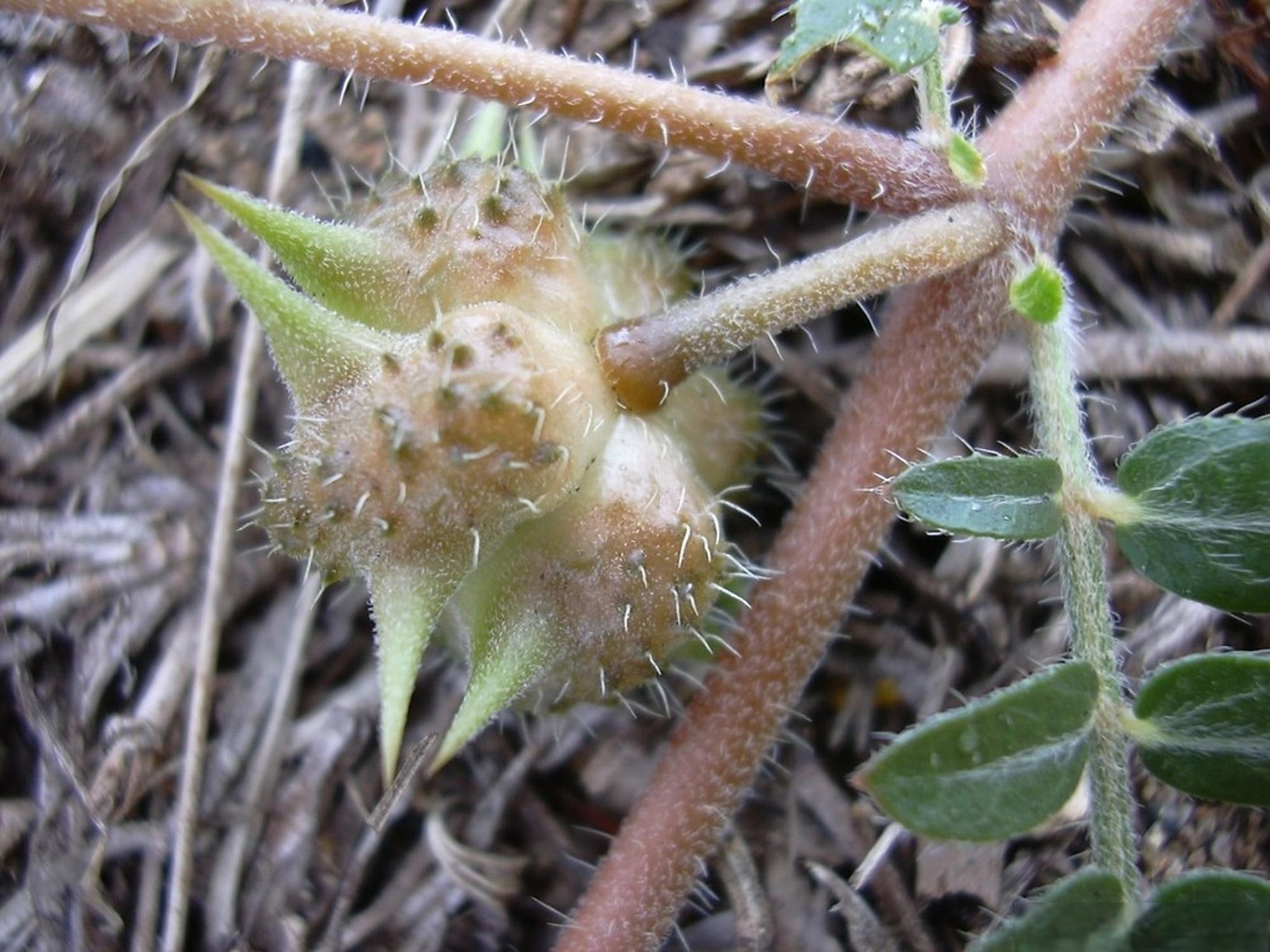 Бабини зъби (Tribulus terrestris) – Ползи, прием и как да изберем качествена добавка
